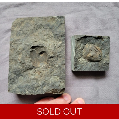 Rare Dipleura Fossil Trilobite Devonian of Sangerfield New York Rare Dipleura Fossil Trilobite Devonian of Sangerfield New York